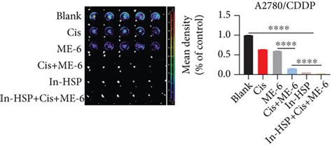 Inhibition Of HSP90 ATPase Activity With Geldanamycin Promotes