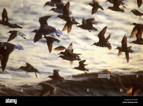 Red Knots And Gulls At Sunset Delaware Bay Delaware Stock Photo Alamy