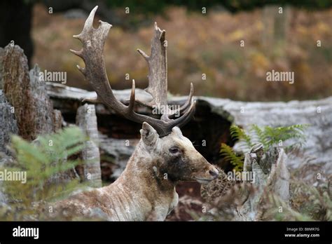 Stag In Richmond Park Stock Photo Alamy