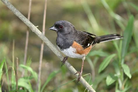 Rufous Sided Towhee stock photo. Image of ornithological - 18587184