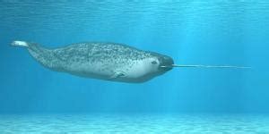 Ballena Boreal Caracter Sticas H Bitat Y Alimentaci N