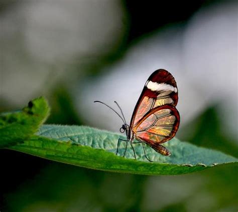 Glasswing Butterfly