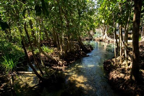 Premium Photo | Tha pom mangrove forest in krabi province in thailand