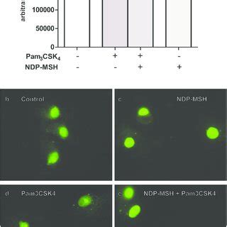 Ndp Msh Prevents Lps Induced P Nuclear Translocation Cells Were