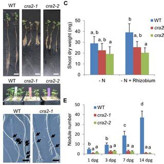 CRA2 locally regulates lateral root formation and systemically ... 