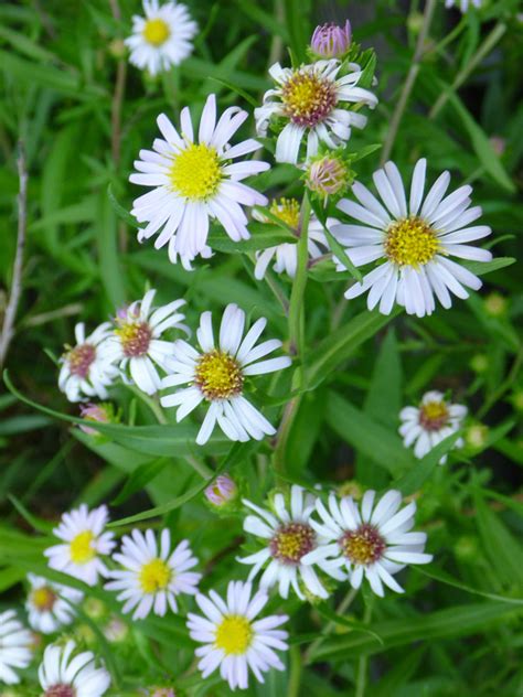 White Flowers With Yellow Centers Photos Of Symphyotrichum Eatonii