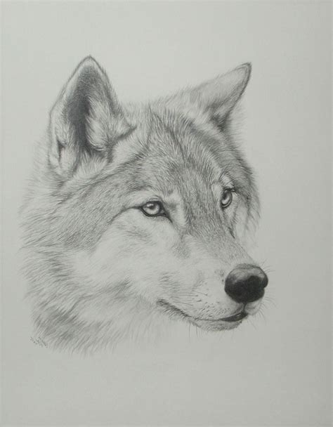 Realistic Wolf Drawings