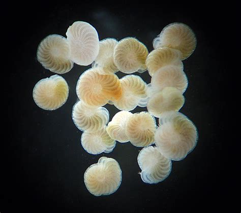 Foraminifers (Phylum Foraminifera) · iNaturalist.org