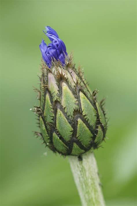 Natural Closeup On An Emerging Blue Flower Bud Of Mountain Cornflower