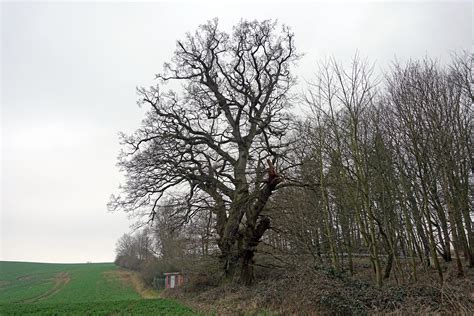 Eiche Au Erhalb Des Parks Beim Gut Panker Monumentale Eichen Von