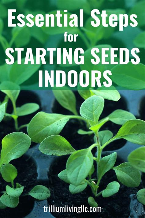 How To Start Seeds Indoors Complete Guide Trillium Living Starting Seeds Indoors Organic