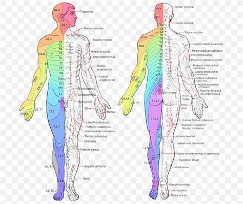 Spinal Cord Dermatomes Map Hot Sex Picture