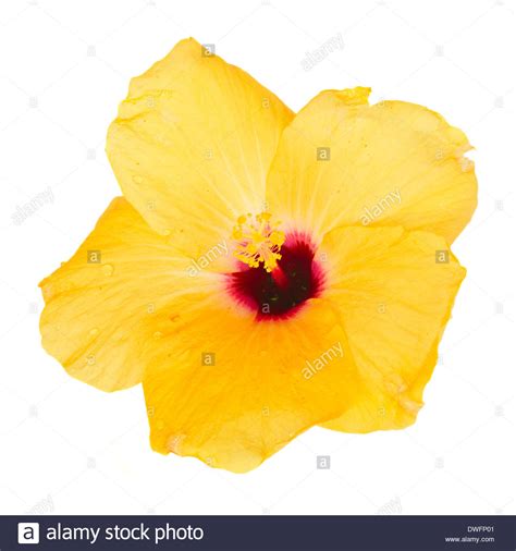 One Yellow Hibiscus Flower Stock Photo Alamy