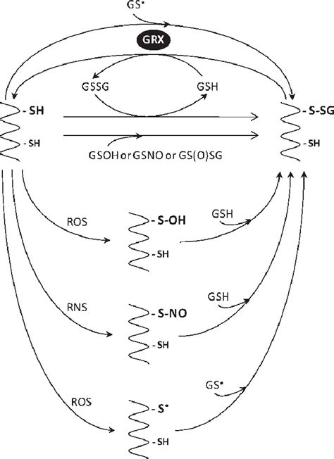 Major Mechanisms Of Protein Glutathionylation And Deglutathionylation