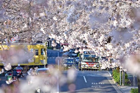 【東京賞櫻秘境】中野通り櫻花隧道 新井藥師前站西武鐵道攝影點，自由行攻略 周花花，甲飽沒