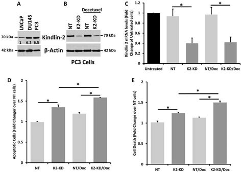 Knockdown Of Kindlin 2 Expression Sensitizes Mcrpc Pc3 Cells To The