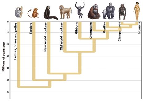 Human Evolution Poster Print by Spencer Sutton/Science Source - Item ...