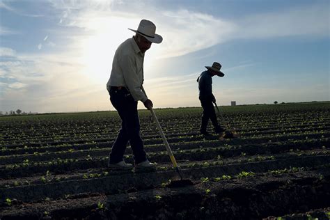 Farmer With Female Employees Telegraph