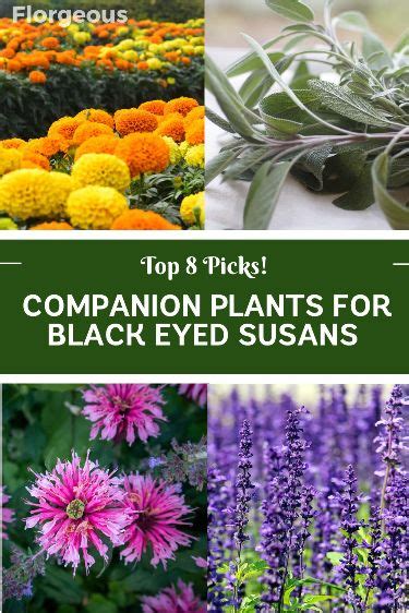 Companion Plants For Black Eyed Susans Top Picks Black Eyed Susan