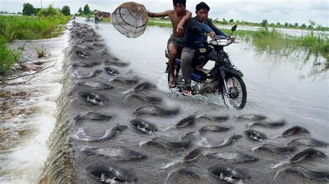 OMG Found A Lot Big Catfish On The Road After Crossing Water Best