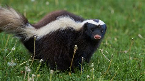how to get rid of skunks in yard