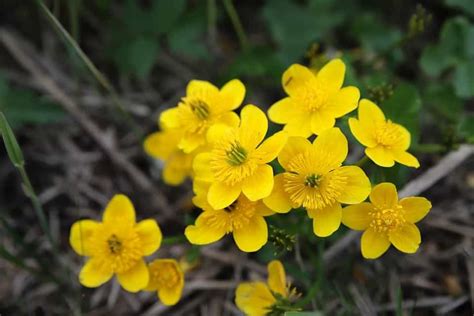 Secrets To Growing Lush Marsh Marigolds Step Guide