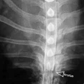 (PDF) Congenital anomalies of the vertebrae in dogs