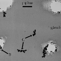 A Bright Field Tem Micrograph Of A Particle After Ebeam Kgy And