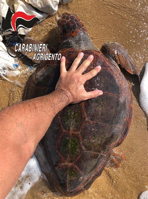 Torre Salsa Caretta Caretta Ferita Salvata Dal Comandante Dei