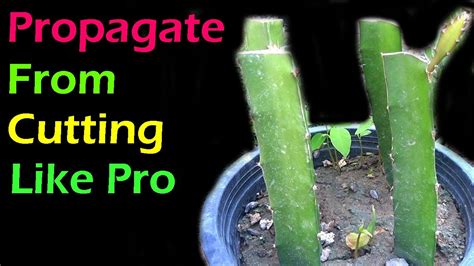 How To Propagate Dragon Fruit From Cutting Like Pro Farmers Youtube