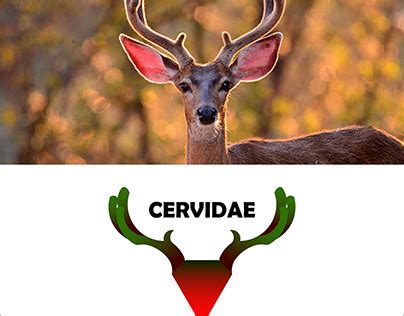 Cervidae Projects | Photos, videos, logos, illustrations and branding ...