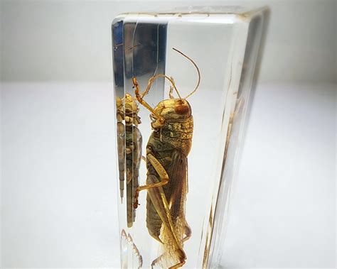 Bugs In Resin Museum Quality Resin Specimens