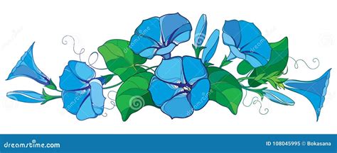 Vector Horizontal Bunch With Outline Ipomoea Or Morning Glory Flower