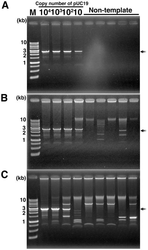 A Dna Amplification With Phi29 Dna Polymerase Prepared By Our