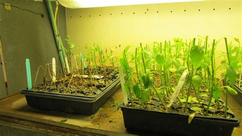 Disease Resistance Building Blocks For Healthy Vegetable Crops Greenhouse Product News