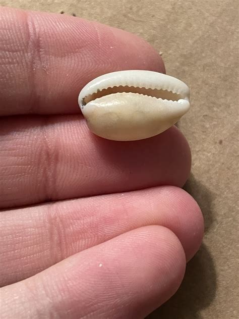 Atlantic Grey Cowry from Puerto Rico Loíza PR US on December 24