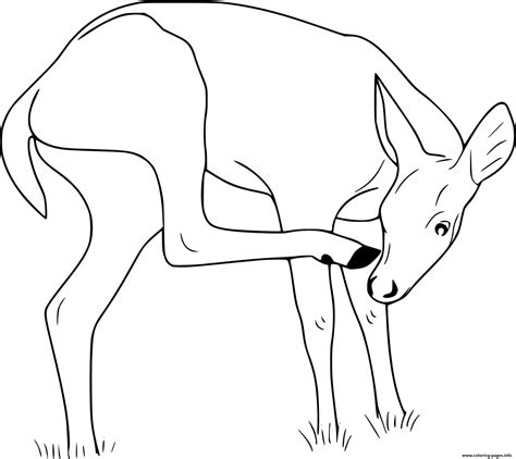 Deer Eating Grass Coloring page Printable