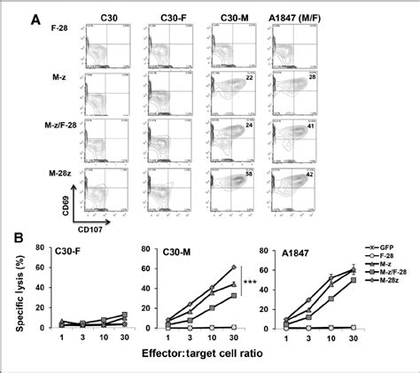 Trans Signaling Car T Cells Show In Vitro Cytolytic Potency A Dual