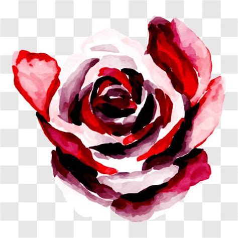 Descarga Pintura Acuarela De Una Hermosa Rosa Roja Y Blanca PNG En