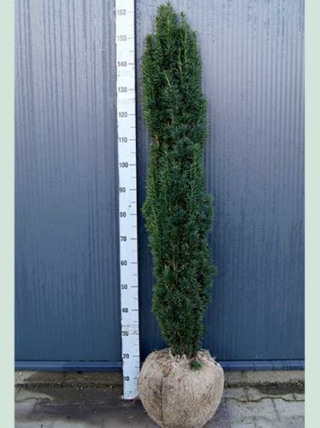 Taxus baccata Fastigiata Robusta Säulen Eibe 125 150 cm mit Ballierung