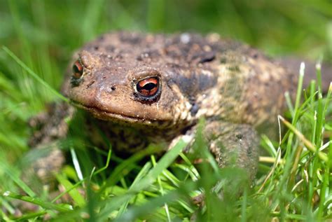 Crapaud Tout Savoir Sur Les Crapauds Pratique Fr