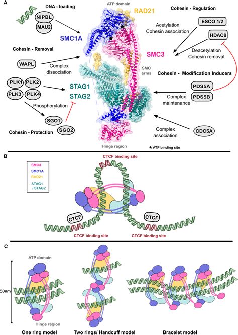 Frontiers Cohesin Mediated Chromatin Interactions And Autoimmunity