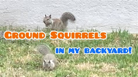 These Ground Squirrels Are Destroying My Backyard 🐿 🤯 Youtube