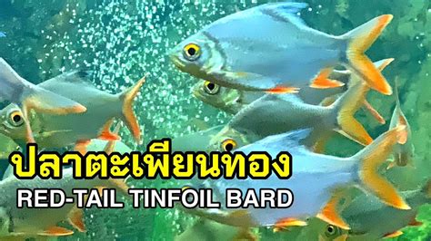 ปลาตะเพยนทอง RED TAIL TINFOIL BARB YouTube