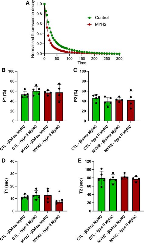 Myosin Post Translational Modifications And Function In The Presence Of