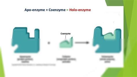 SOLUTION: Enzymes mbbs autosaved - Studypool