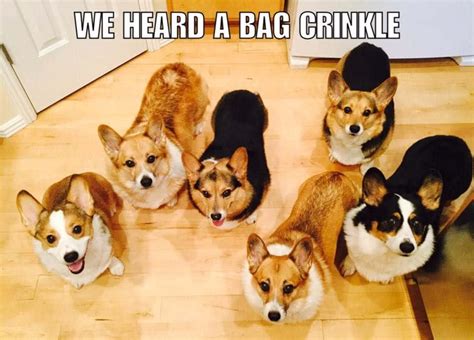 [100+] Funny Corgi Pictures | Wallpapers.com