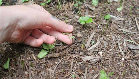 How to Plant Freesia Bulbs | Garden Guides