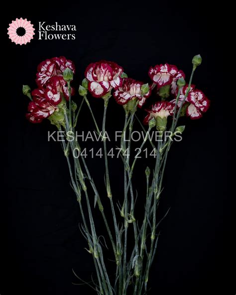 Two Tone Burgundy Sim Carnations Per Bunch Keshava Flowers