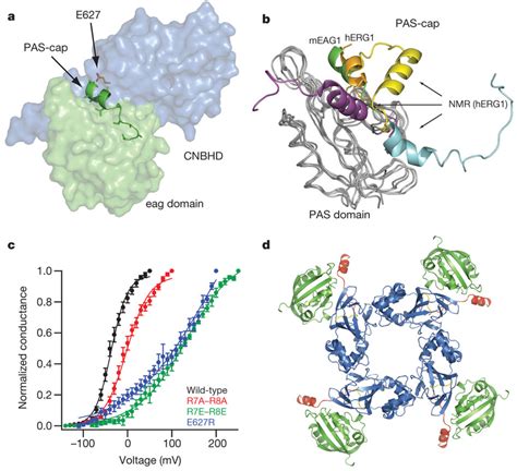 Pas Cap Interaction With The Cnbhd And Predicted Tetramer Of The Eag